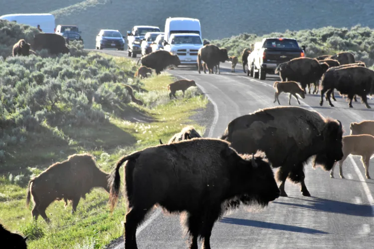 The great American road trip, fueled by — and undercut by — the automobile that created it